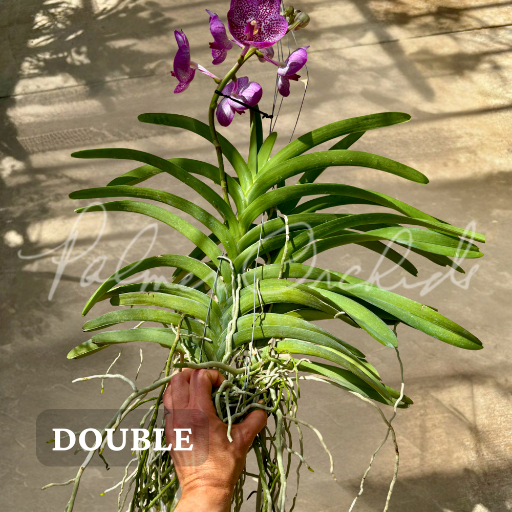 Vanda Uraiwan Belle — Palmer Orchids